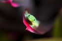 Gold dust day gecko on the island of Kauai, Hawaii, USA.