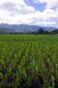 Taro crop growing at Hanalei on the island of Kauai, Hawaii, USA.