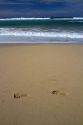 Footprints in the sand at Polihale Beach and State Park located on the western side of the island of Kauai, Hawaii, USA.