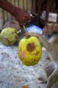 Trained monkey harvests coconuts from trees on the island of Ko Sumai, Thailand.