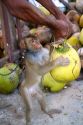 Trained monkey harvests coconuts from trees on the island of Ko Sumai, Thailand.