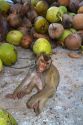 Trained monkey harvests coconuts from trees on the island of Ko Sumai, Thailand.