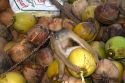 Trained monkey harvests coconuts from trees on the island of Ko Sumai, Thailand.