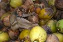 Trained monkey harvests coconuts from trees on the island of Ko Sumai, Thailand.