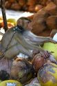 Trained monkey harvests coconuts from trees on the island of Ko Sumai, Thailand.