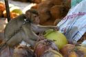 Trained monkey harvests coconuts from trees on the island of Ko Sumai, Thailand.