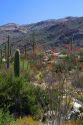 Saguaro cactus and Ocotillo plants in Saguaro National Park located in southern Arizona, USA.
