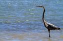 Great Blue Heron at Corpus Christi, Texas, USA.