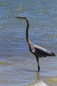 Great Blue Heron at Corpus Christi, Texas, USA.