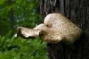 Bracket or Shelf Fungi at Pictured Rocks National Lakeshore located on the shore of Lake Superior in the Upper Peninsula of Michigan, USA.
