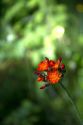 Orange Hawkweed wildflower in the Upper Peninsula of Michigan, USA.