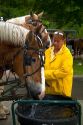 Draft horses being watered on Mackinac Island located in Lake Huron, Michigan, USA.