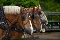 Draft horses on Mackinac Island located in Lake Huron, Michigan, USA.
