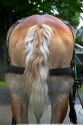 Draft horse rear end on Mackinac Island located in Lake Huron, Michigan, USA.