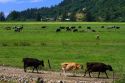 Dairy cows graze on farmland near Tillamook, Oregon, USA.