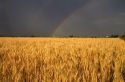 Golden wheat field with rainbow in the sky, Payette County, Idaho, USA.