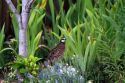 Adult male Northern Bobwhite quail in a residentail backyard, Boise, Idaho, USA.