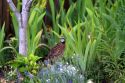 Adult male Northern Bobwhite quail in a residentail backyard, Boise, Idaho, USA.