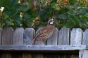 Adult male Northern Bobwhite quail in a residentail backyard, Boise, Idaho, USA.