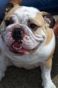 Portrait of an English Bulldog.