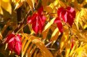 Sumac leaves change color in autumn, Boise, Idaho, USA.