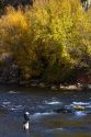 Angler fly fishing on the South Fork of the Boise River in Elmore County, Idaho, USA.