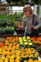 Customer shopping for flowers at a nursery in Jerome, Idaho, USA. MR