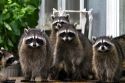 Raccoons at Shelton, Washington, USA.