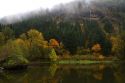 Deciduous trees in fall color along the Columbia River, Oregon, USA.