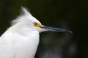 Snowy egret on the coast of Florida, USA.
