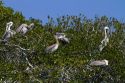 Nesting colony of brown pelicans on the gulf coast of Florida, USA.