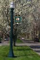 Ornamental pear trees in bloom along Harrison Boulevard in Boise, Idaho, USA.