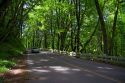 Deciduous trees line the Historic Columbia River Highway, Oregon, USA.