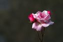 The bloom of a pink rose near Angouleme in southwestern France.