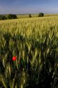 Wheat field with red poppy flower west of Angouleme in southwestern France.