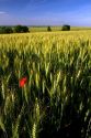 Wheat field with red poppy flower west of Angouleme in southwestern France.