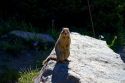 Marmot at Glacier National Park, Montana, USA.