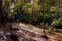 Sunlight shining through deciduous trees on the forest floor in Logan Canyon, Utah, USA.