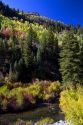 Autumn color along the Logan River in Logan Canyon, Utah, USA.