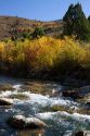 Autumn color along the Logan River in Logan Canyon, Utah, USA.