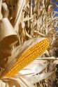 A crop of ripe dent corn ready for harvest in Canyon County, Idaho, USA.
