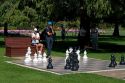 Outdoor chess game in a park at Taupo in the Waikato Region, North Island, New Zealand.