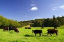 Cattle graze on farmland near Kawakawa, North Island, New Zealand.