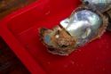 Cultured pearl grown in an oyster on a pearl farm in Ha Long Bay, Vietnam.