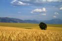 Ripe wheat fields in Eastern Idaho, USA.