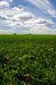 Soy bean crop near Moses Lake, Washington, USA.
