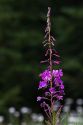 Purple wildflower in the Okanogan National Forest at Washington Pass in the northern Cascade Mountains, Washington, USA.