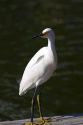 Snowy egret in Florida, USA.