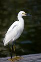 Snowy egret in Florida, USA.