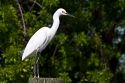 Snowy egret in Florida, USA.